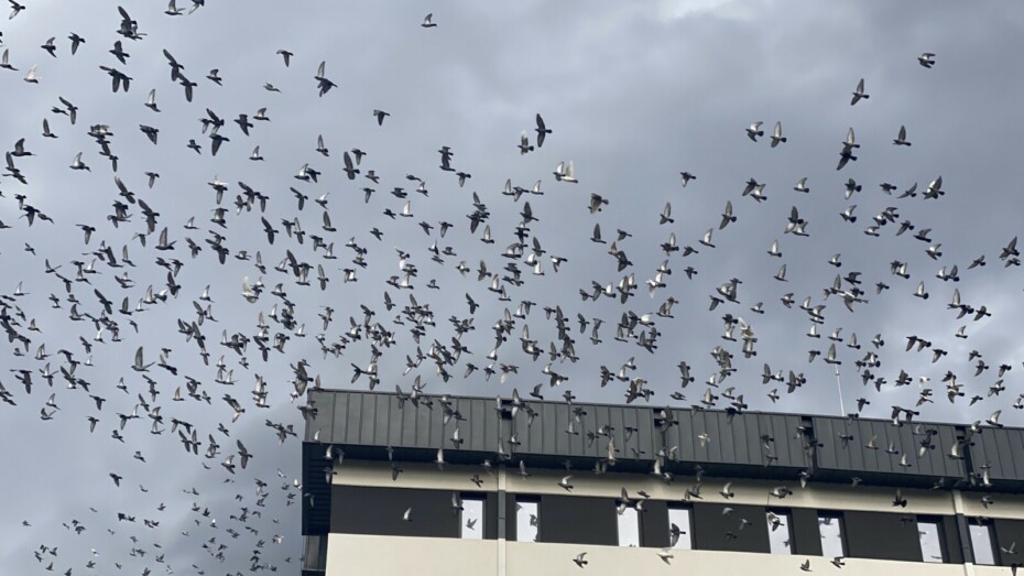 Elektrische vogelwering